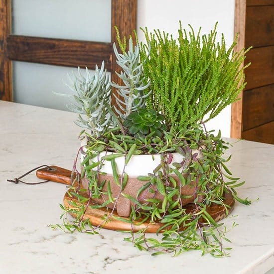 Succulent Dish Garden