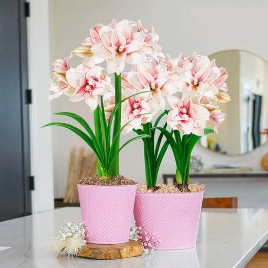 Elvas Amaryllis Single and Duo