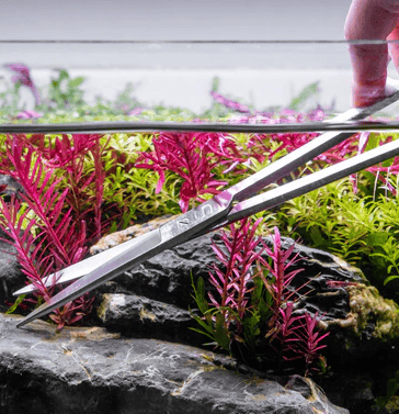 How to Trim and Propagate Aquarium Plants