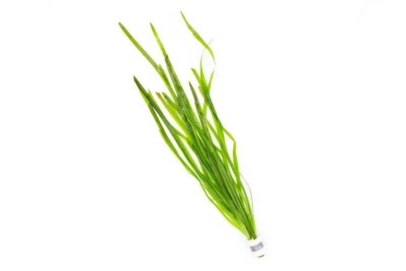 Image of Vallisneria Spiralis