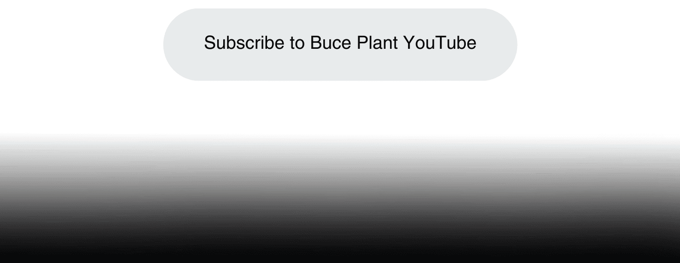 buce plant youtube