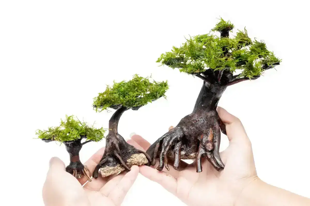 Image of Moss on Bonsai Tree