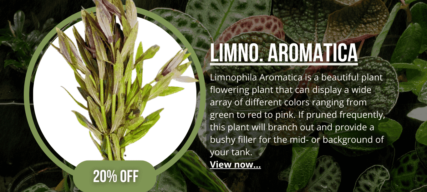 Limnophila Aromatica
