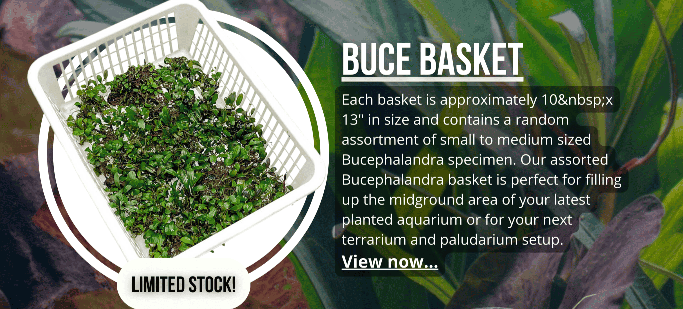 Assorted Bucephalandra Basket