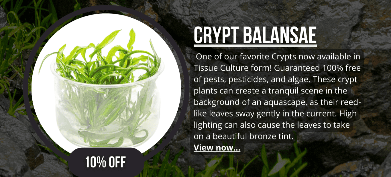 Cryptocoryne Balansae UNS Tissue Culture