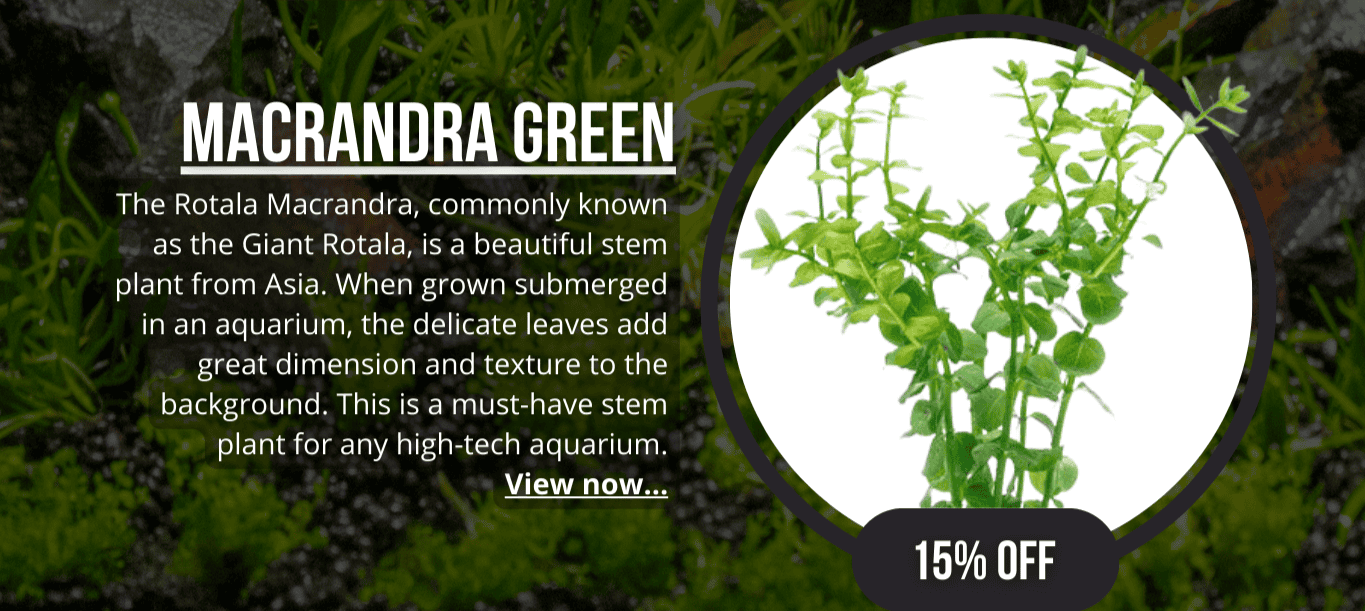 Rotala Macrandra Green