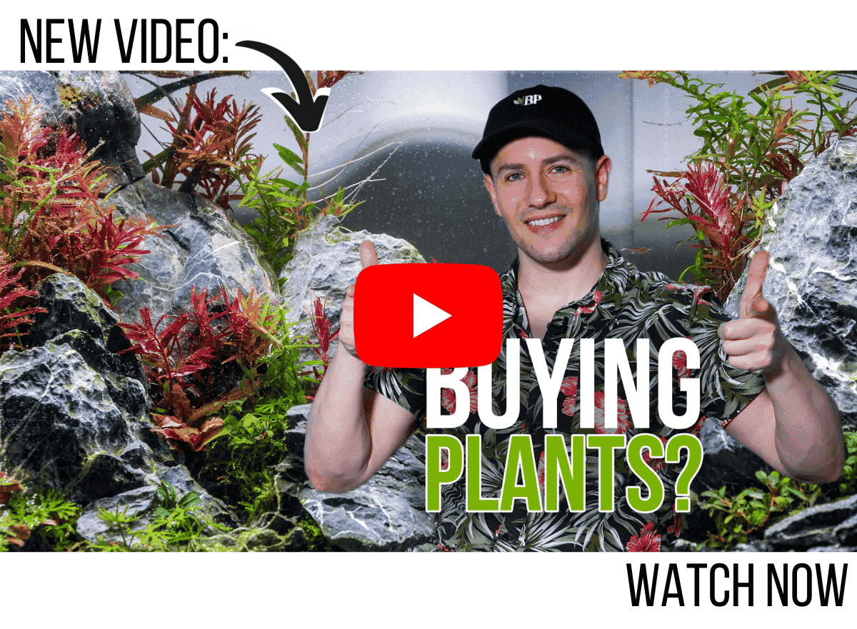 4 TIPS for Buying New Aquarium Plants - What to Know When Purchasing For Your Aquascape!