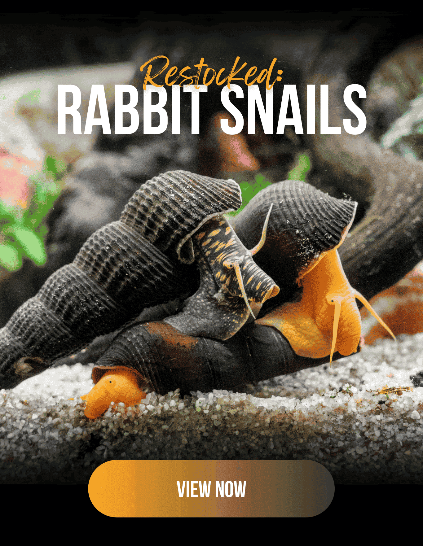 Orange Poso Rabbit Snails