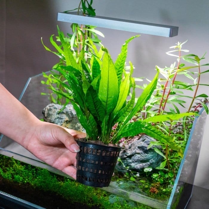 How to Quarantine New Aquarium Plants