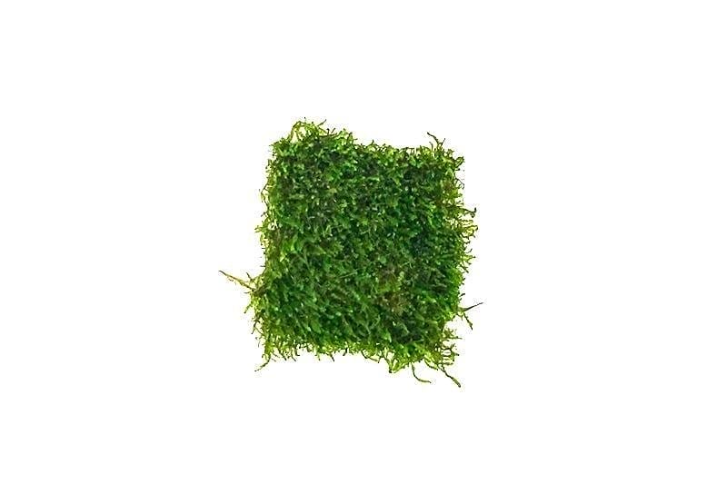 Image of Flame Moss on Stainless Steel