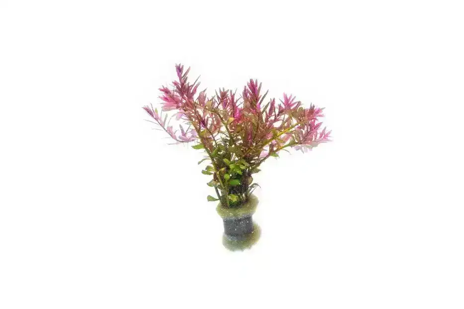 Image of Rotala Blood Red