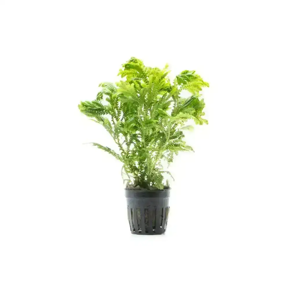 Image of Selaginella Wallichi