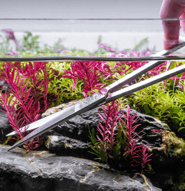 How to Trim and Propagate Aquarium Plants