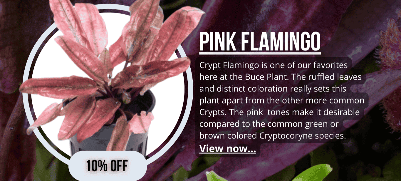 Cryptocoryne Pink Flamingo