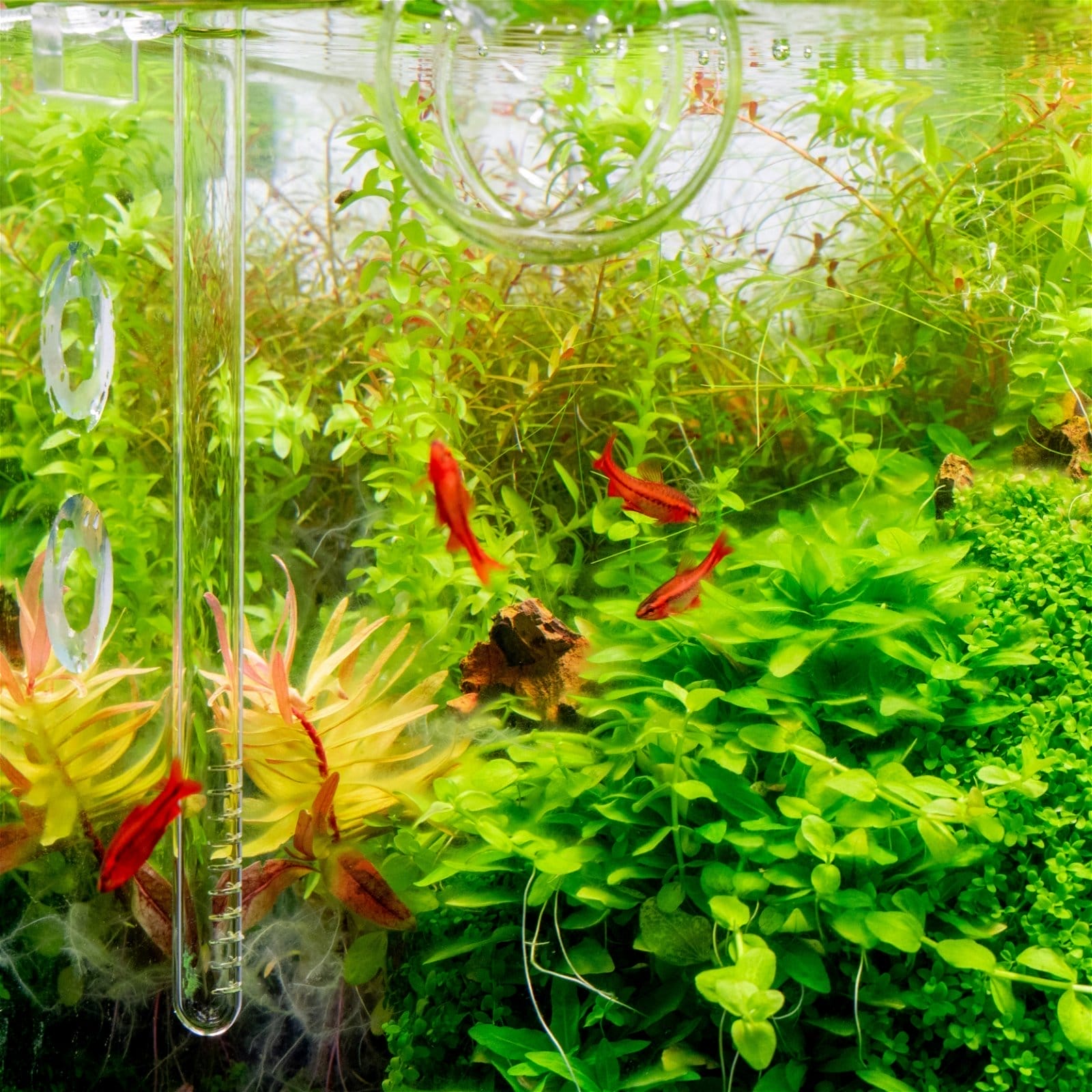 Algae Battle: How Live Aquarium Plants Can Combat Algae Growth