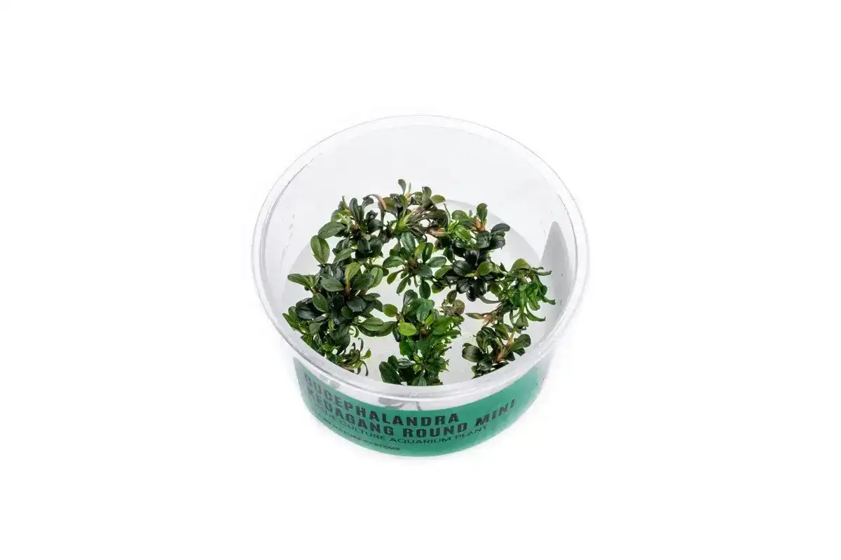 Image of Bucephalandra Kedagang Round Mini Tissue Culture