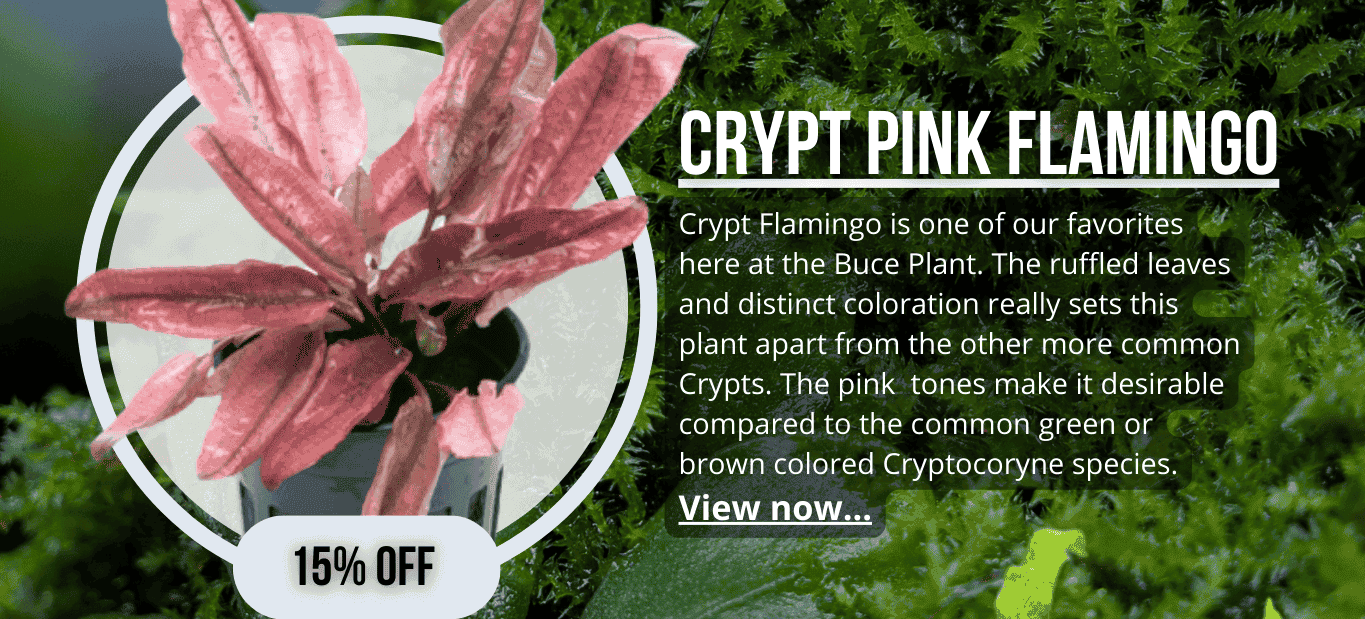 Cryptocoryne Pink Flamingo