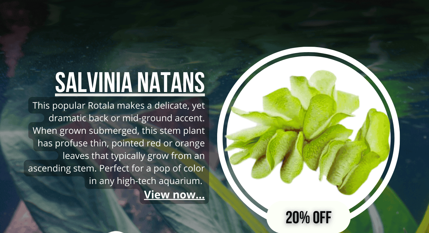 Salvinia Natans/ Floating Fern