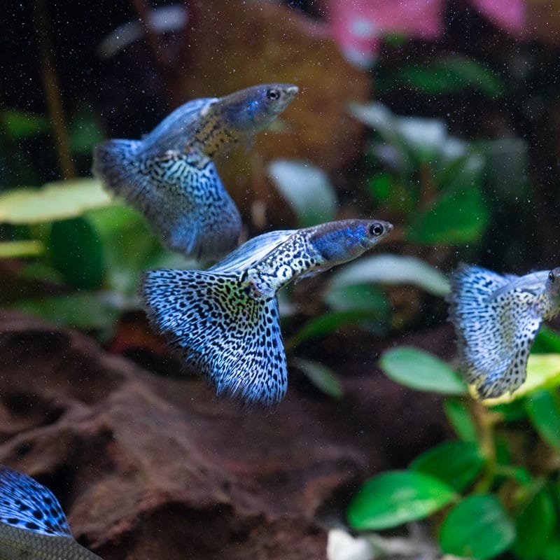 How to Care for Guppies: Care, Diet, and Breeding