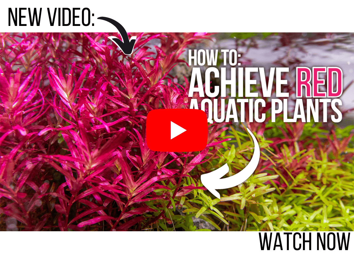 Tips for Red Aquatic Plants in Your Aquascape: Achieve Deeper Red Aquarium Plants