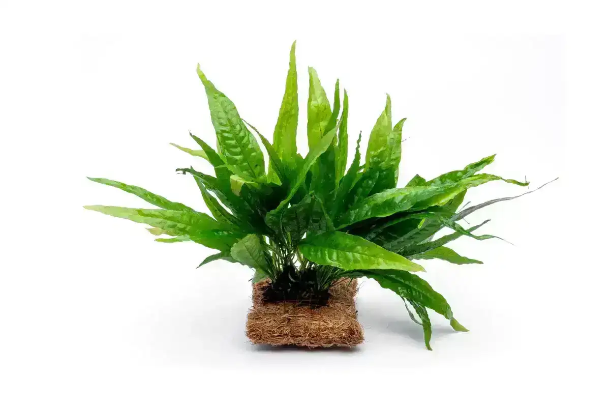 Image of Java Fern Mat