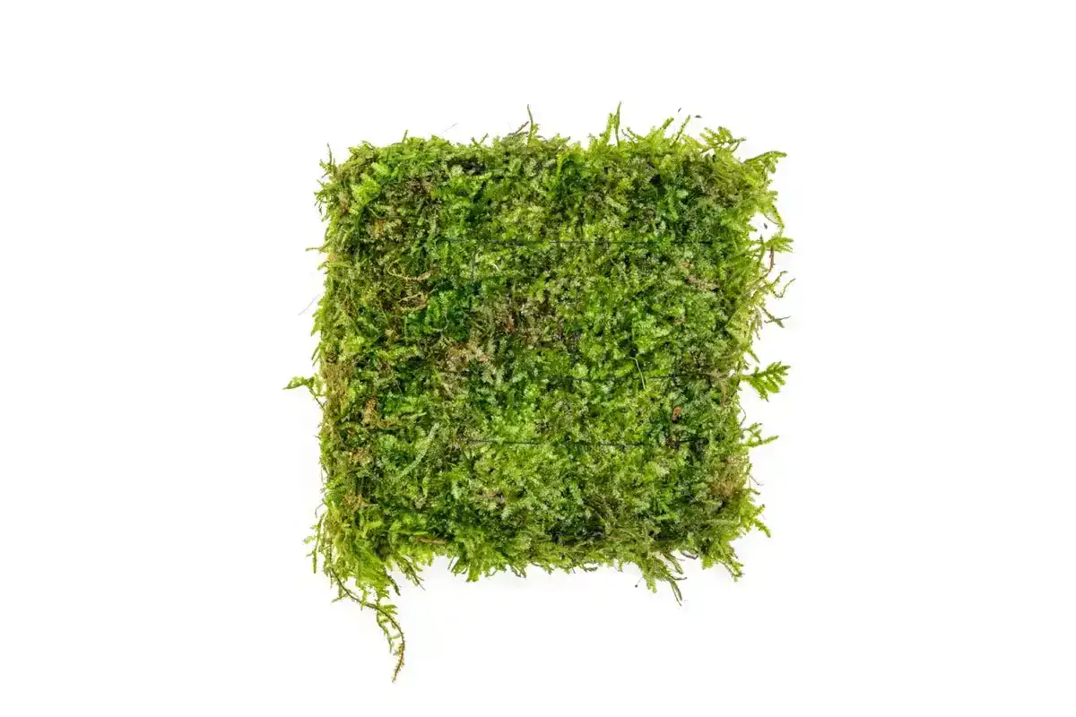 Image of Christmas Moss on Foresta Mat