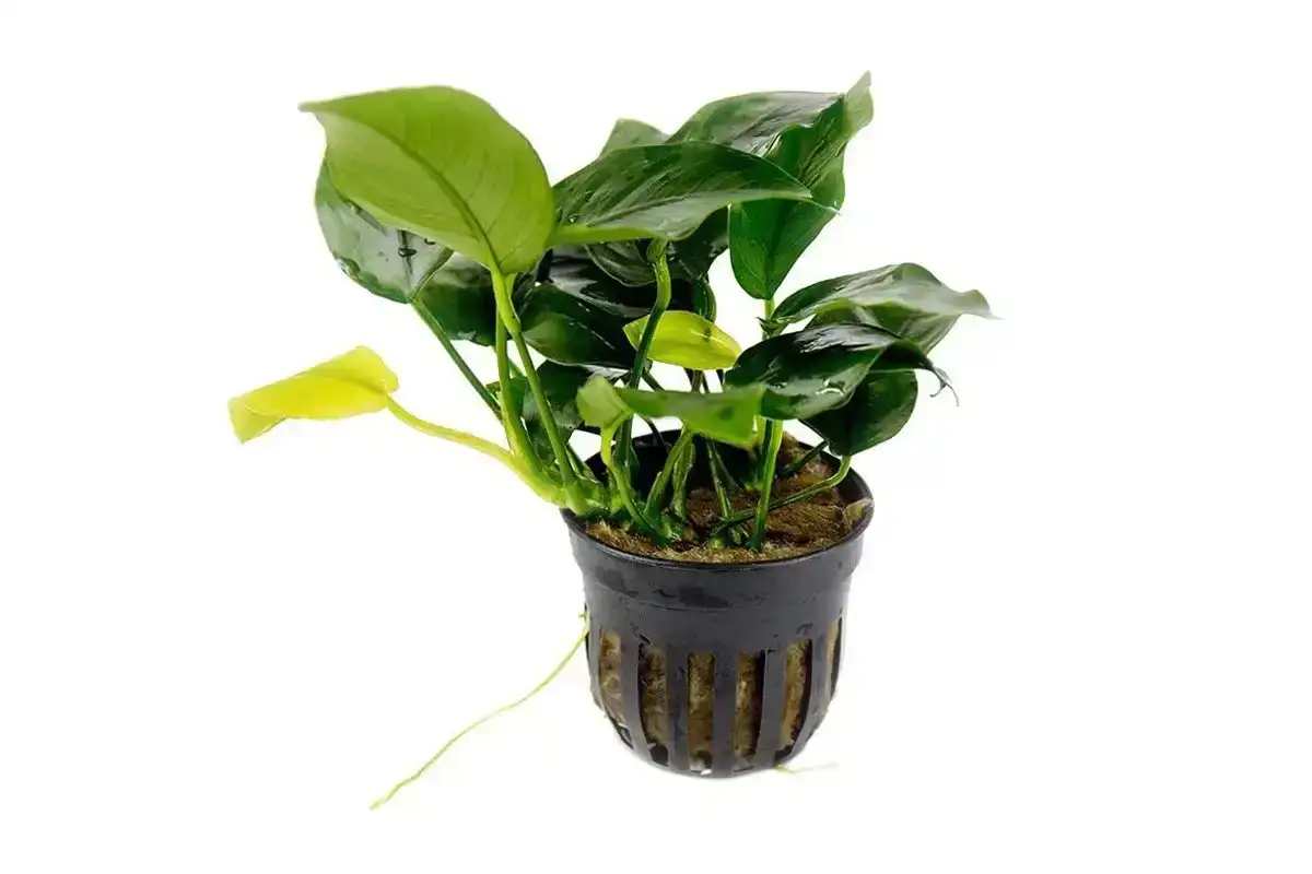 Image of Anubias Nana