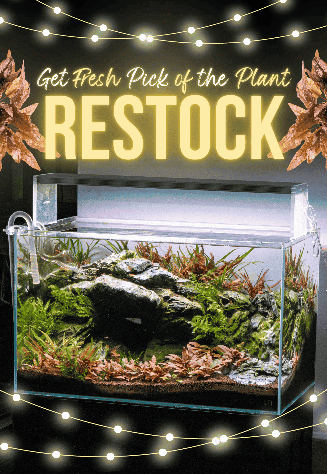 Aquarium Plants Available