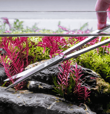 How to Trim and Propagate Aquarium Plants