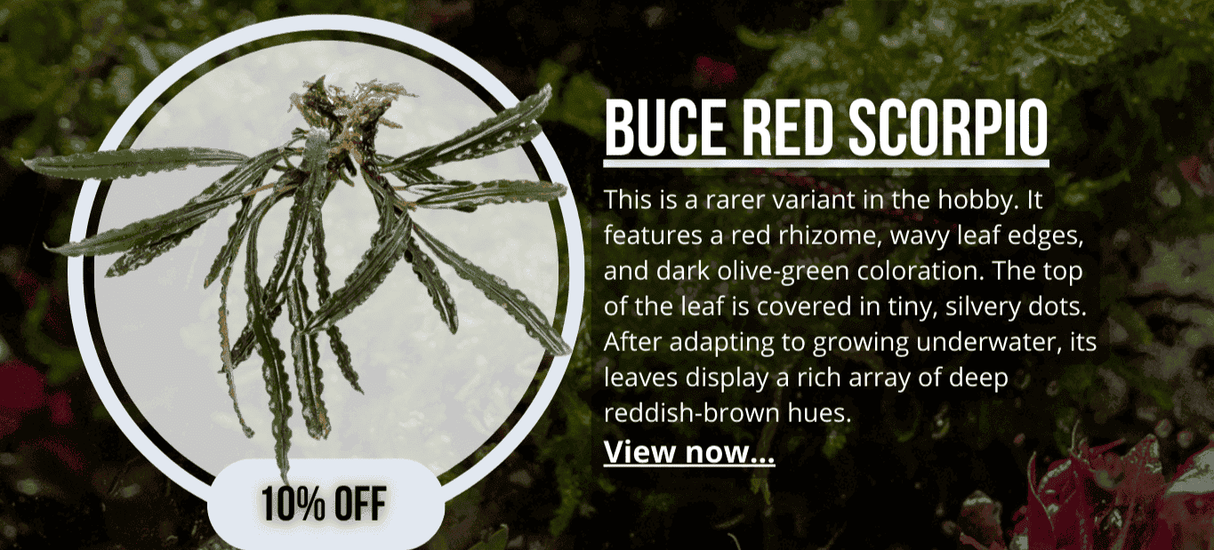 Bucephalandra Red Scorpio
