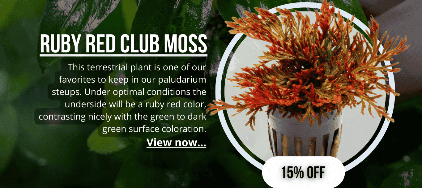 Selaginella Erythropus Ruby Red Club Moss