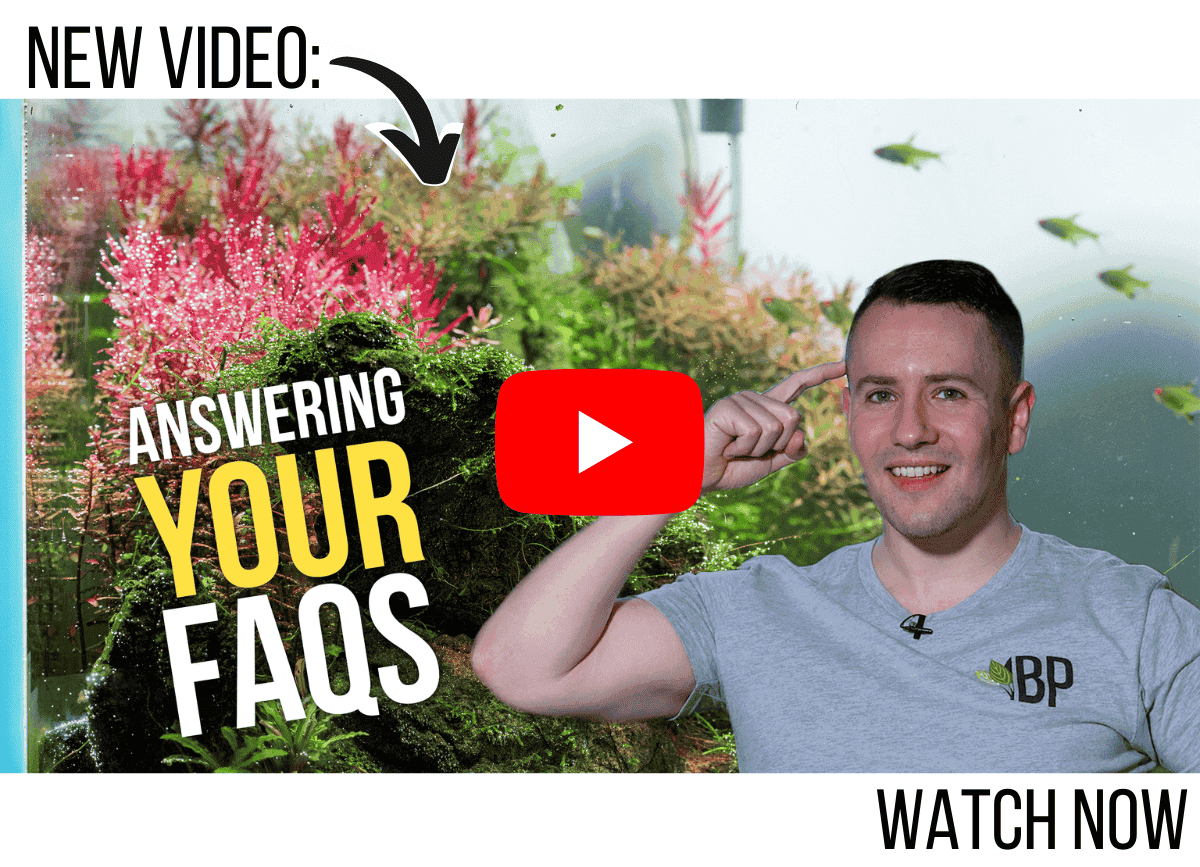 4 Most Commonly Asked Planted Tank Questions - Aquascaping FAQs!