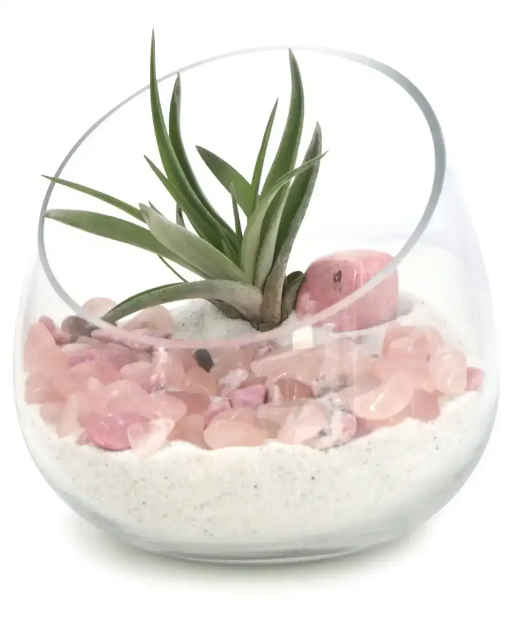 Image of Rose Quartz And Rhodonite Healing Love Terrarium with Air Plant