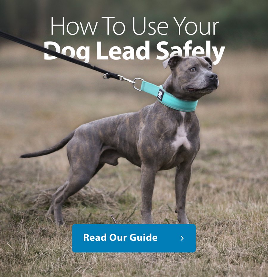 How To Use A Dog Lead Safely