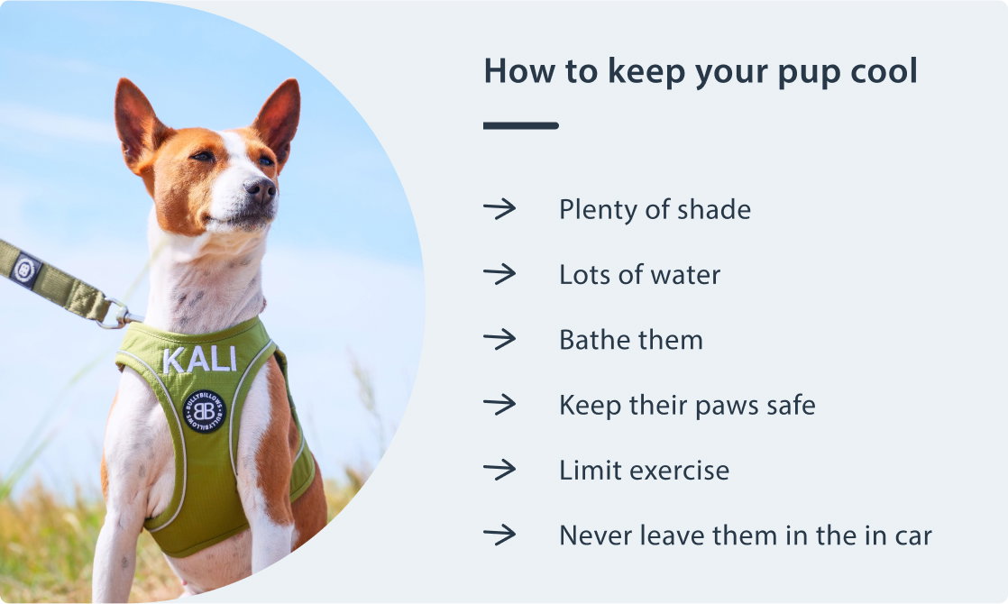 How To Keep Your Pup Cool