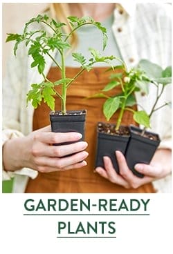 Garden-Ready Plants