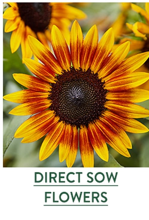 Direct Sow Flower Seeds