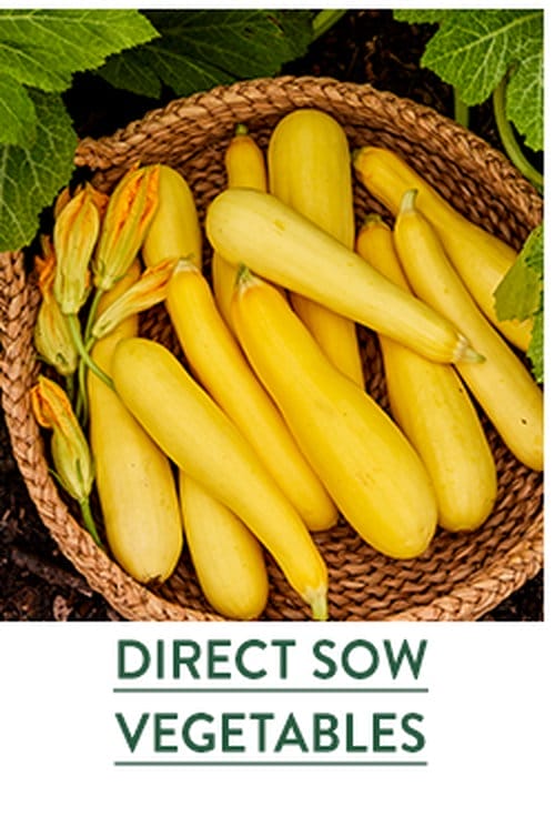 Direct Sow Vegetable Seeds