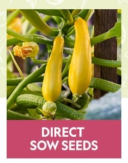 Direct Sow Vegetable Seeds