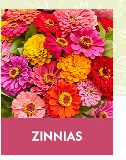 Zinnia Seeds & Plants