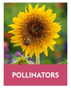 Pollinator Favorites