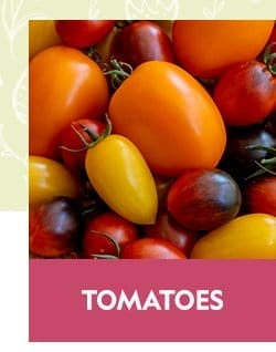 Tomato Seeds & Plants