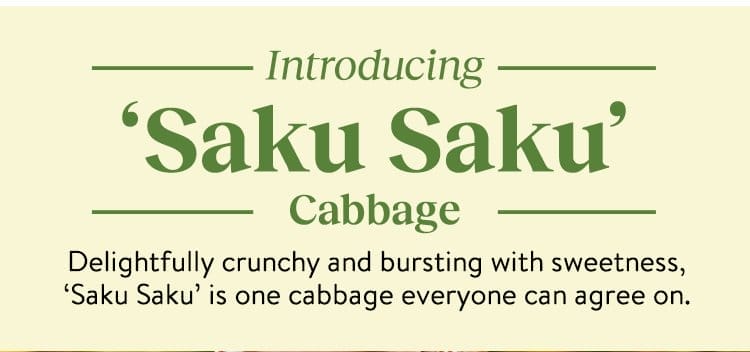 Cabbage, Saku Saku