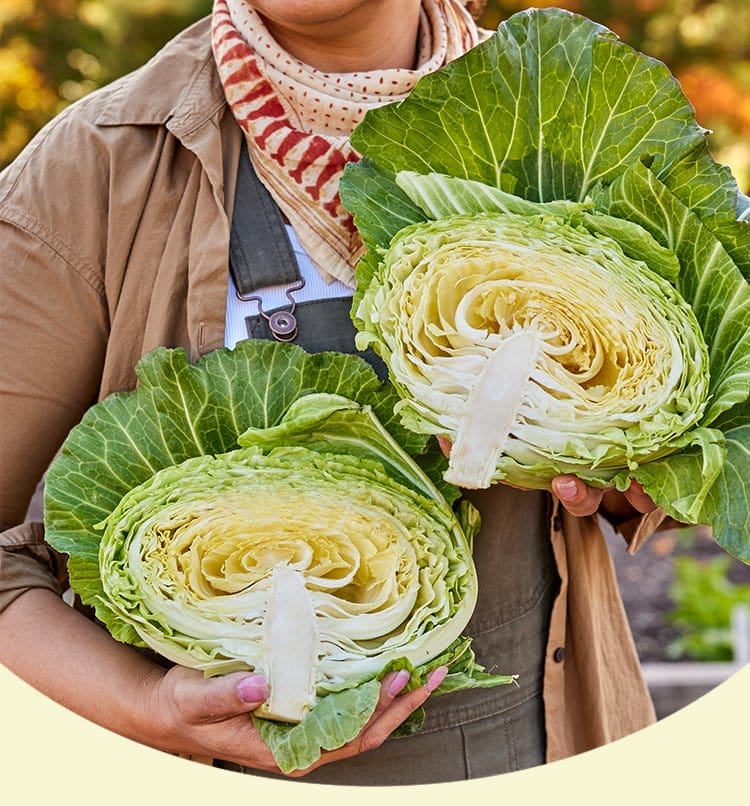 Cabbage, Saku Saku