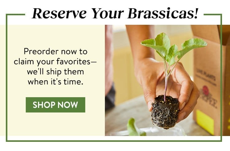 Brassica Seeds & Plants