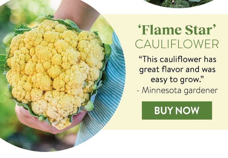 Cauliflower, Flame Star Hybrid