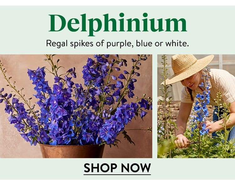 Delphinium Seeds & Plants