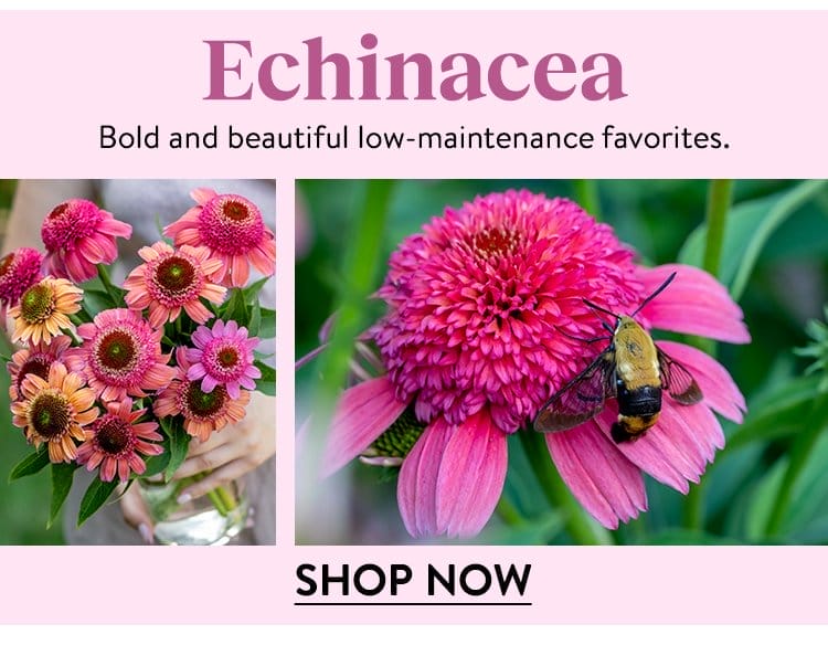 Echinacea Seeds & Plants