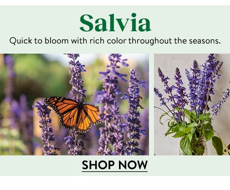 Salvia Seeds & Plants