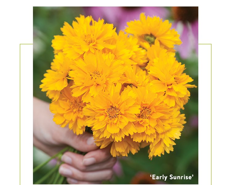 Shop Coreopsis